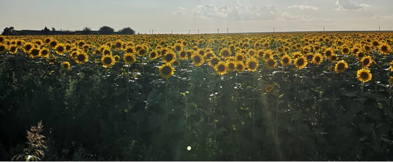 8 Romanian summer foods to try this season